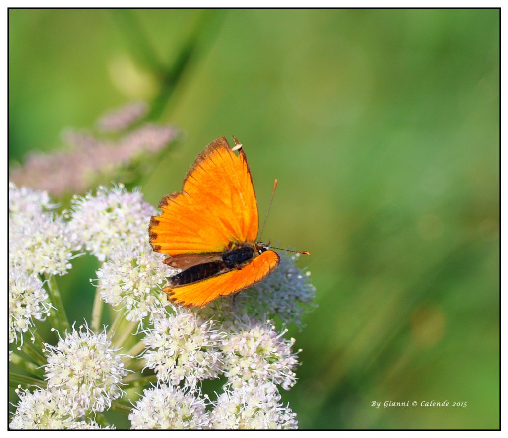 quale Lycaena? - Lycaena virgaureae